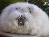 Angora Rabbit