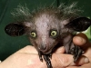Aye-aye