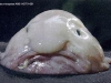 Blobfish