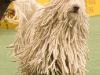 Komondor Dog