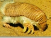 Pink Fairy Armadillo