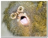 Pygmy Marmoset