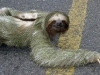 Sloth