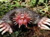 Star-nosed Mole