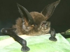 Sucker-footed Bat