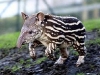 Tapir