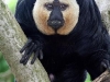 White-faced Saki Monkey