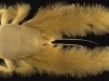 Yeti Crab