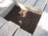 New Kiwi plants