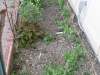 Broccoli and Peas