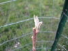 Apple Tree