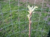 Apple Tree 2
