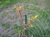 Apricot Tree