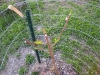 Peach Tree