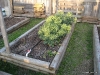 Bed of broccoli