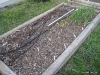 Bed of onion lettuce and carrot