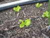 Lettuce
