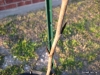 Paw-Paw Tree