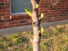 Fig Tree