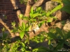 Plum Tree