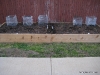 Asparagus Bed 