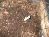 Tomato 1