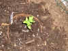 Tomato 5