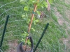 Persimmon Tree