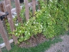 Blackberry