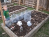 Raised Bed 2