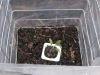 Tomato 2