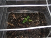 Tomato 3