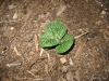 Potato Plant