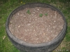 Potatoes in Tire 1