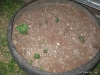 Potatoes in Tire 2
