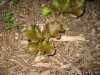 Lettuce