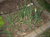 Onion