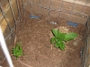 Kiwi Plants