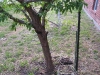 Squash Under Plum Tree