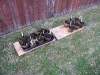 Hardening off seedlings