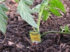 Solar Fire Tomato