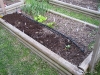 Raised Bed 2