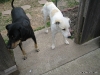 Dogs Ready to Escape
