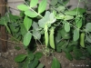 Sugar Snap Peas