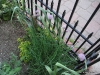 Garlic and Chive