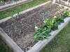 Cowpeas and cucumbers 