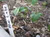 Blue Lake Pole Bean