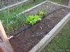 Onion, lettuce, carrot, and cantaloupe 