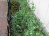 Sugar Snap Peas