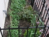 Sugar Snap Peas 2